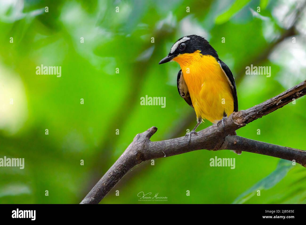Uccelli flycatcher dal rombo giallo sull'albero nella foresta naturale Foto Stock