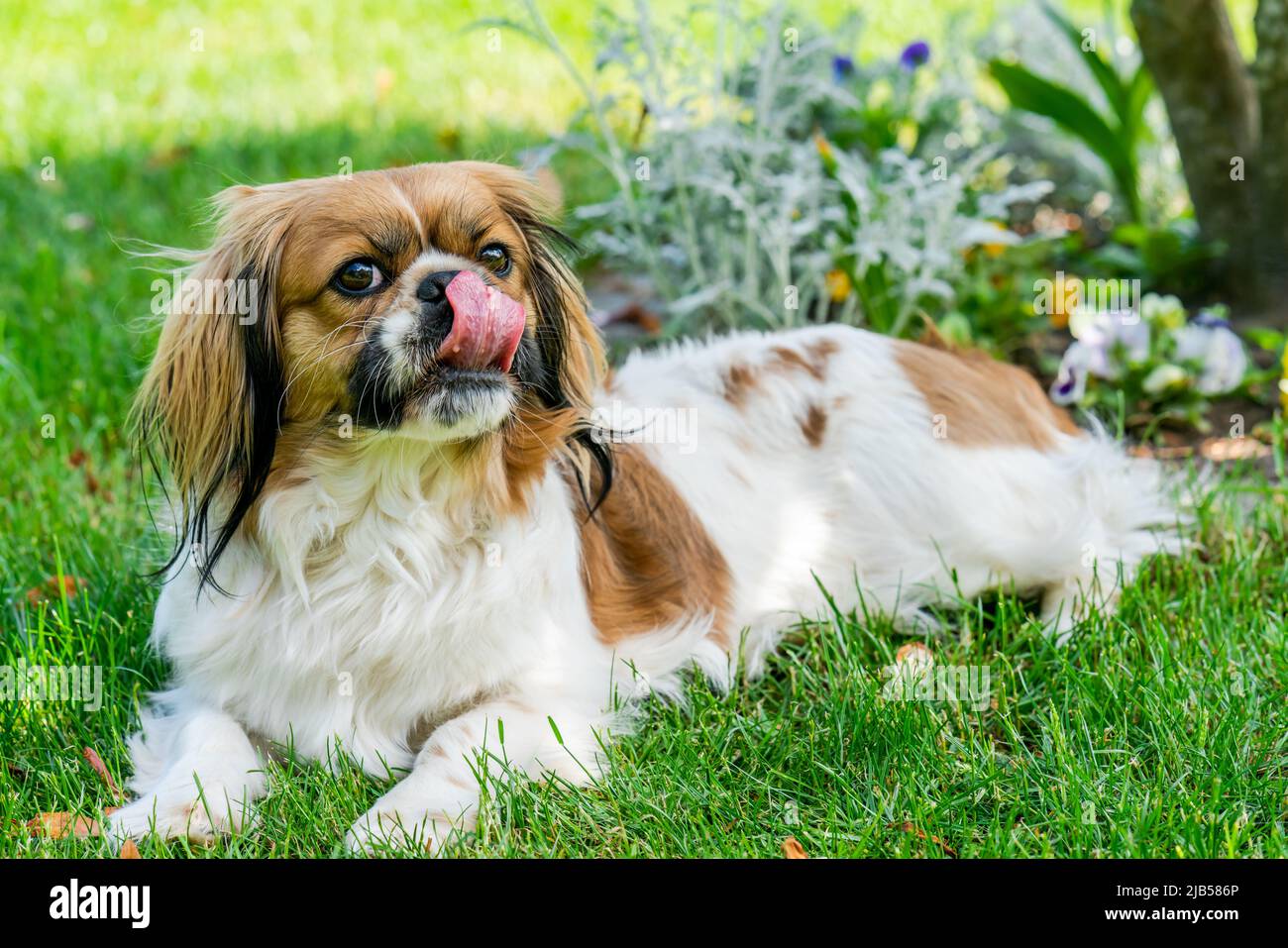 Giovane cane Pekingese in giardino - fuoco selettivo Foto Stock