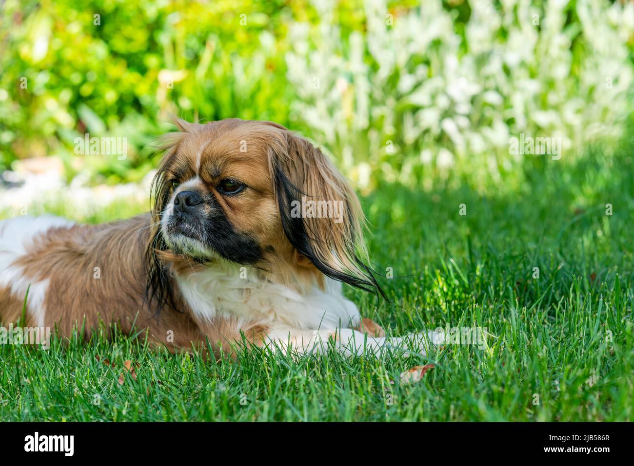 Giovane cane Pekingese in giardino Foto Stock