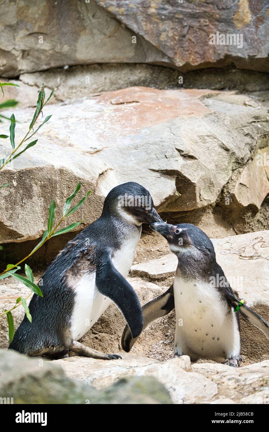 baci pinguino. uccelli bianchi e neri in coppia sulla terra. foto animali da vicino. scatto dettagliato Foto Stock