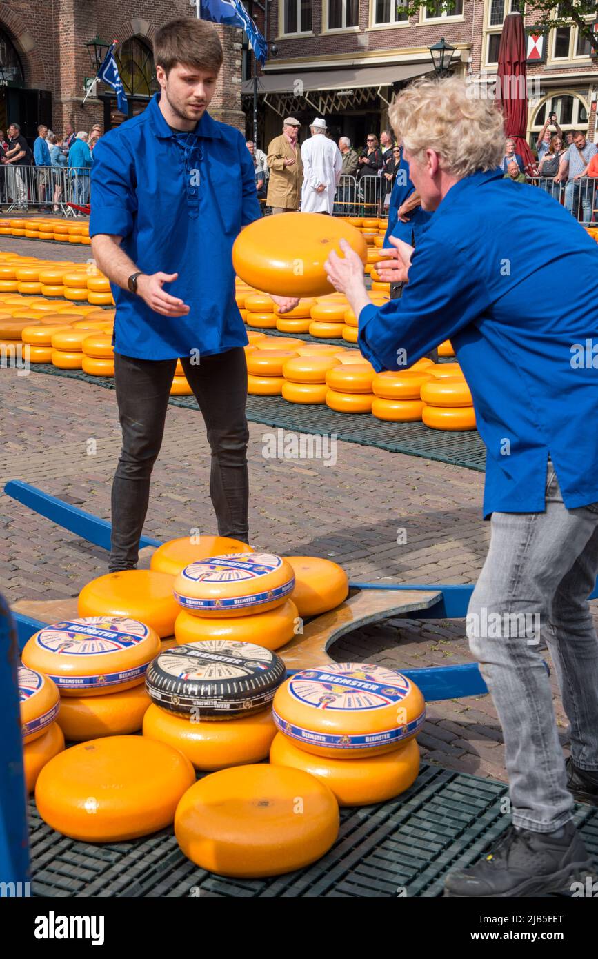 Alkmaar, Paesi Bassi, maggio 2022. I porta formaggio, con il loro cappello colorato di paglia, al mercato del formaggio Alkmaar. Foto di alta qualità Foto Stock