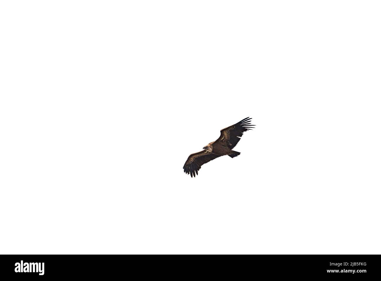 Vista dal basso di un avvoltoio che scivola isolato su sfondo bianco Foto Stock