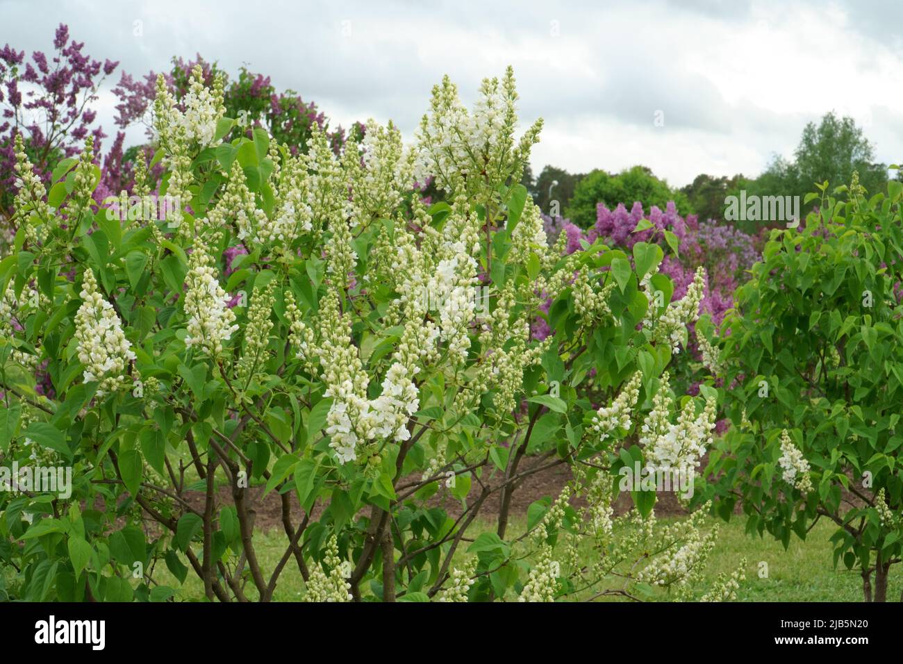 Il lilla bianco fiorito cresce tra le altre specie di cespuglio fiorente nel più grande giardino di lilla del mondo nel giardino orticolo Dobele, LV Foto Stock