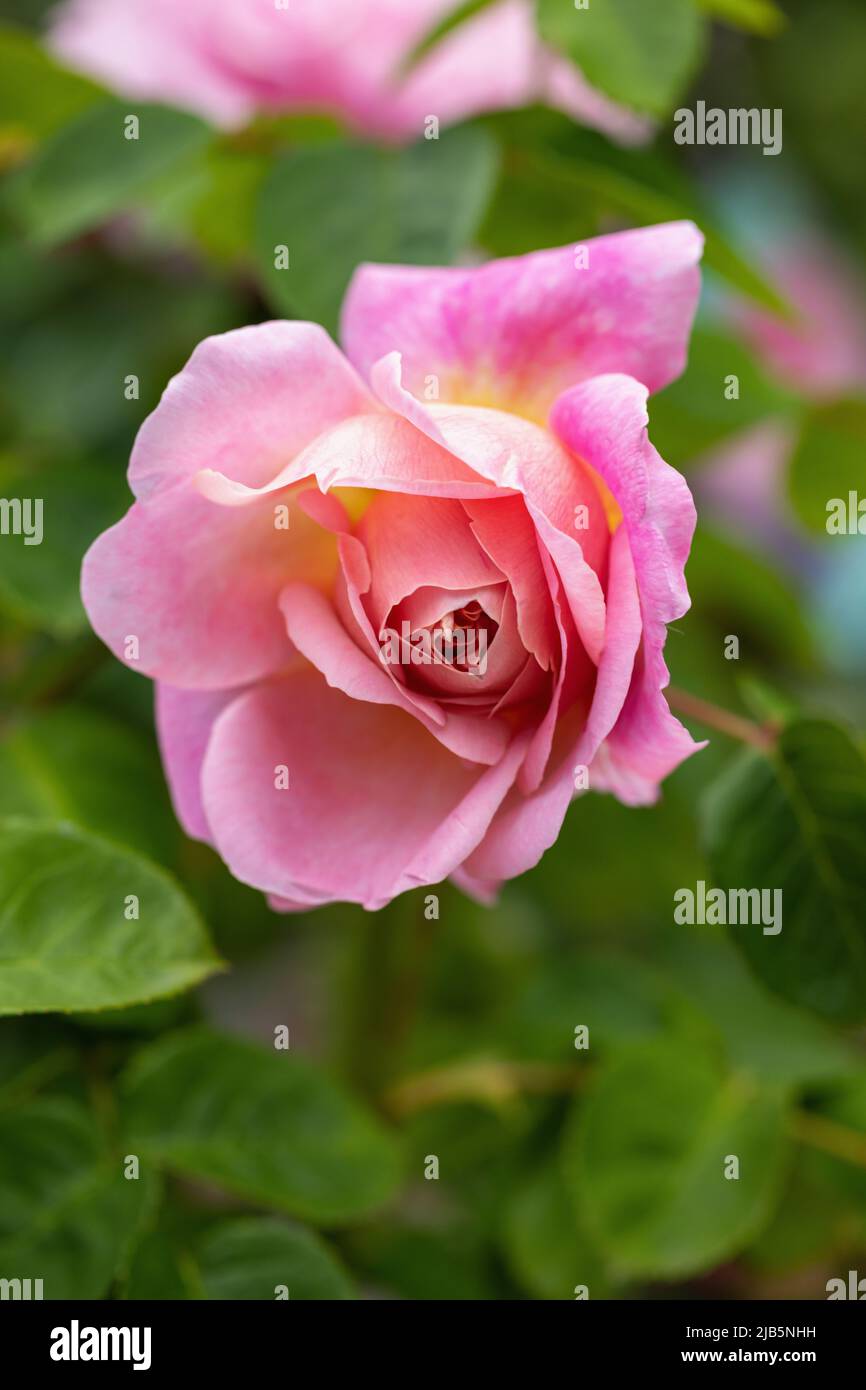 Primo piano di una rosa arbustiva inglese rosa chiamata Rosa Eustacia Vye fiorita in un giardino inglese. Una bella rosa David Austin fiore, Inghilterra, Regno Unito Foto Stock