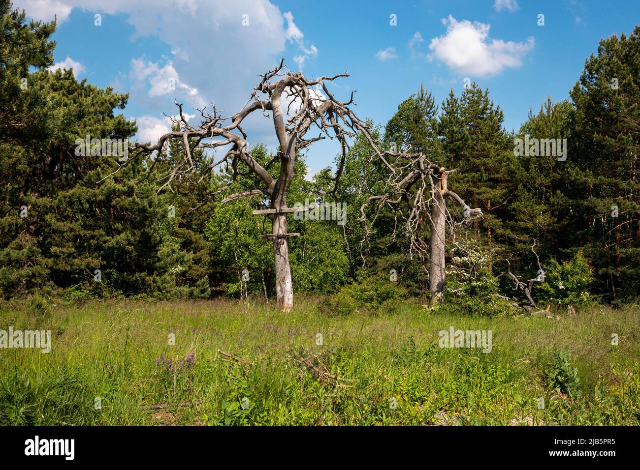 Vecchio albero creepy nella foresta. Foto Stock