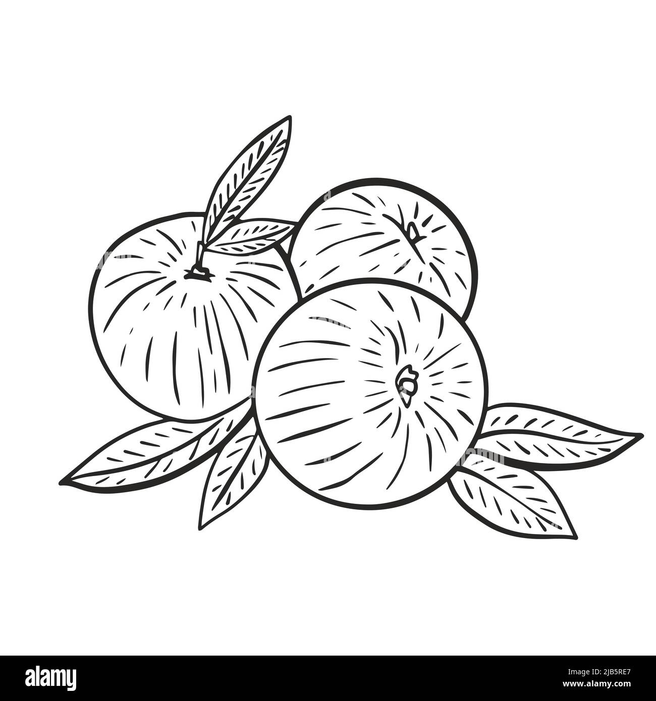 Vettore bianco e nero grafico Peach. Disegna l'illustrazione di frutti tropicali esotici. Nettarina incisa a mano con foglie. Frutta di composizione isolata e. Illustrazione Vettoriale