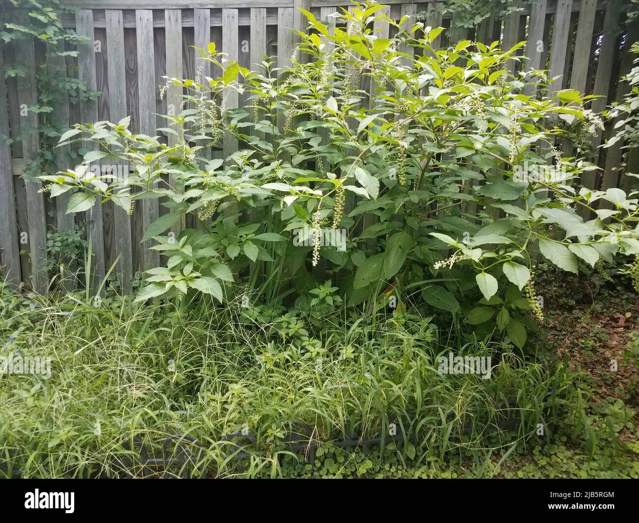 un giardino fiorito con erbacce e recinzione di legno. Foto Stock