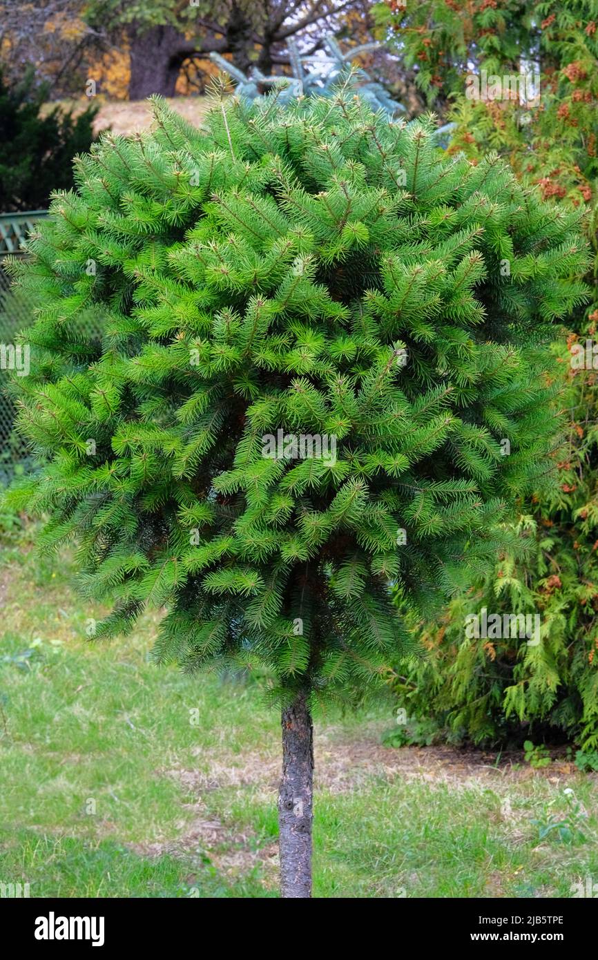 Bush di conifere sempreverdi in un parco cittadino. Giardinaggio e paesaggistica con piante e alberi decorativi verdi. Foto Stock