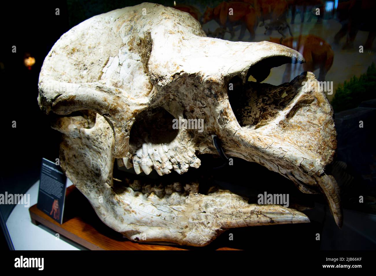 Diprotodon Skull - Australia Meridionale Foto Stock