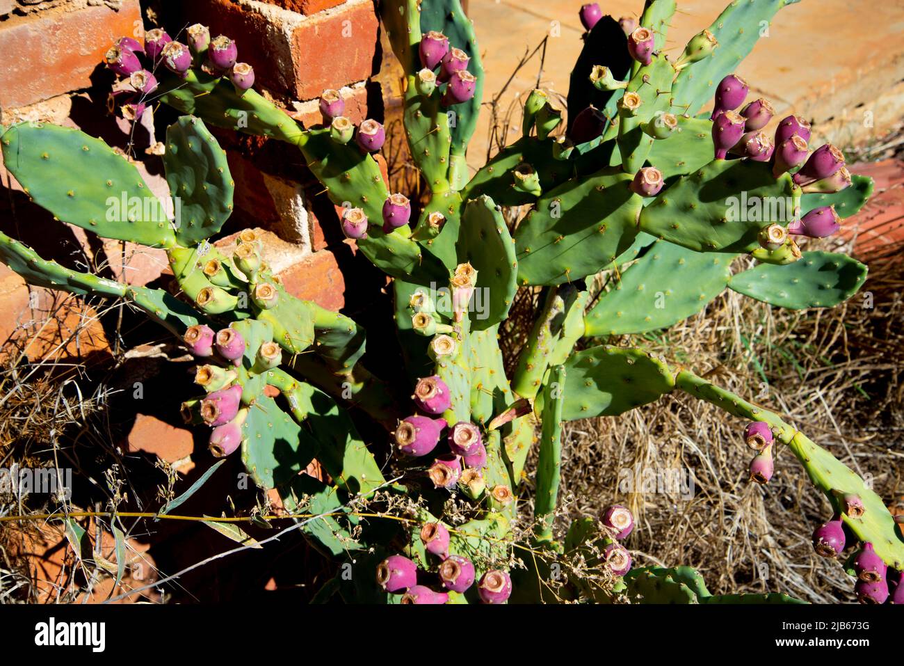 Prickly Pears - Australia occidentale Foto Stock