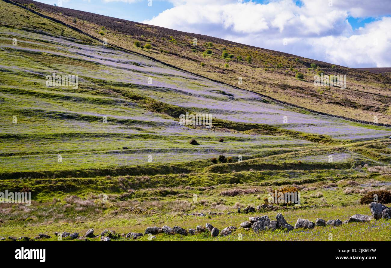 Le campane primaverili accentuano i linchetti di striscia dell'antico sistema di campi sopra il villaggio medievale di Challacombe, Devon, Regno Unito. Foto Stock