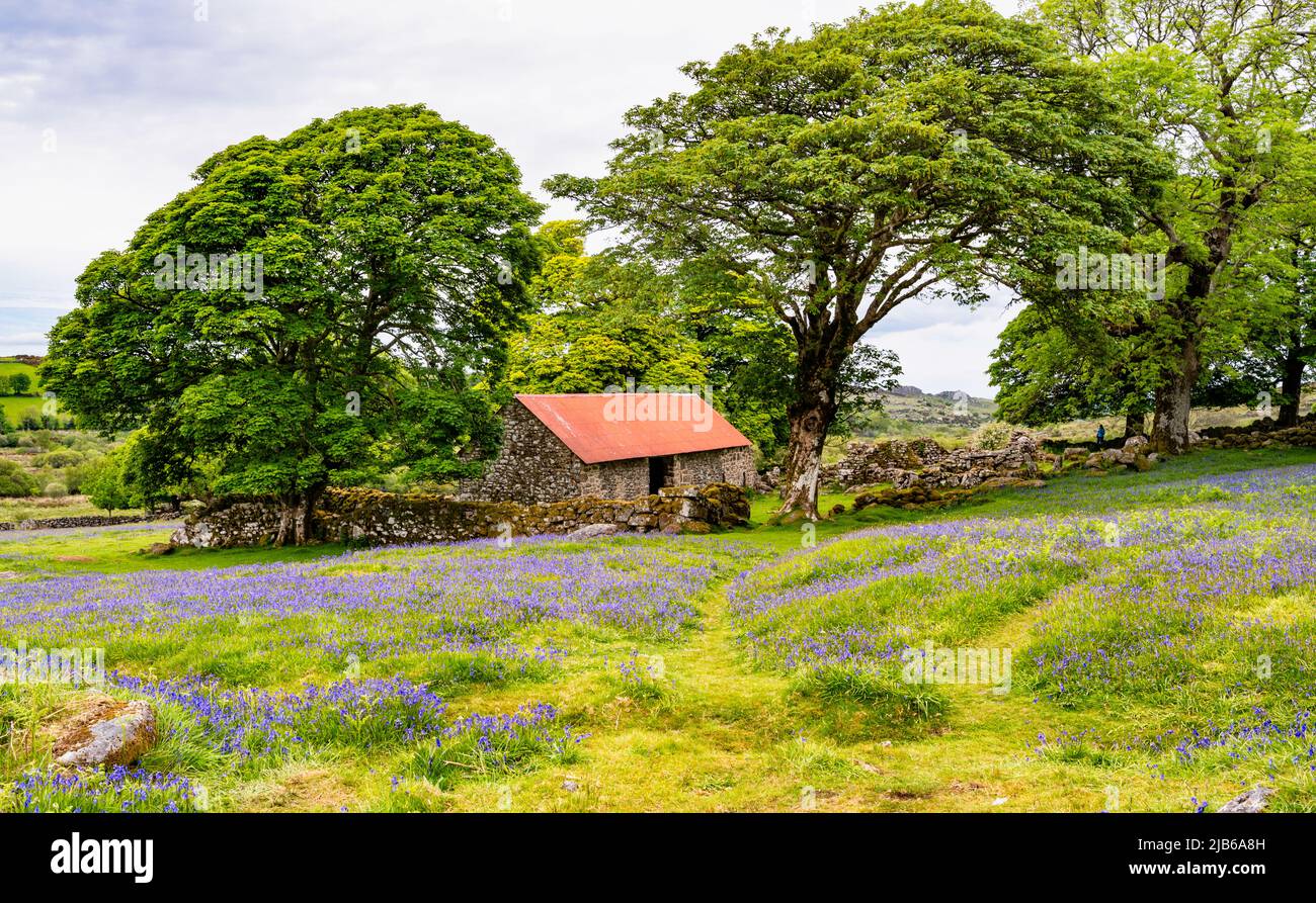 All'inizio di giugno, i campi di bluebells circondano l'abbandonata Emsworthy Farm, Dartmoor National Park, Devon, Regno Unito. Foto Stock