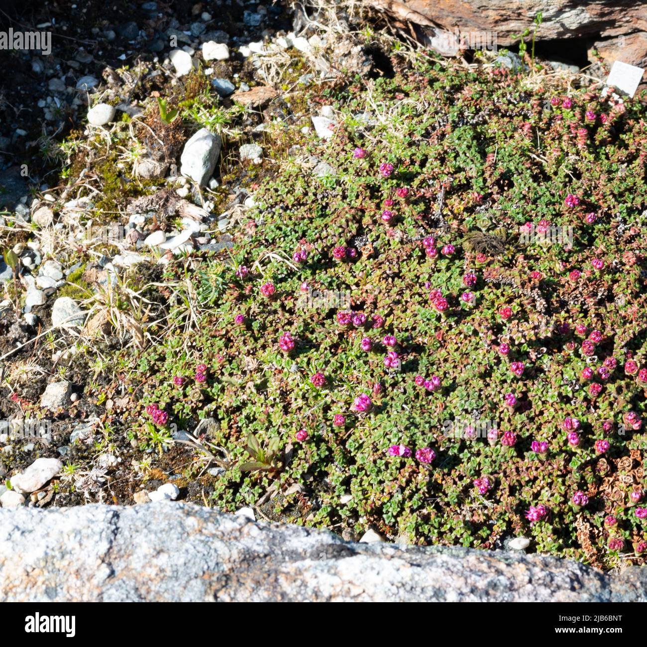 Sassifraga retusa al Museo dell'Università artica di Norvegia a Tromsø. Foto Stock