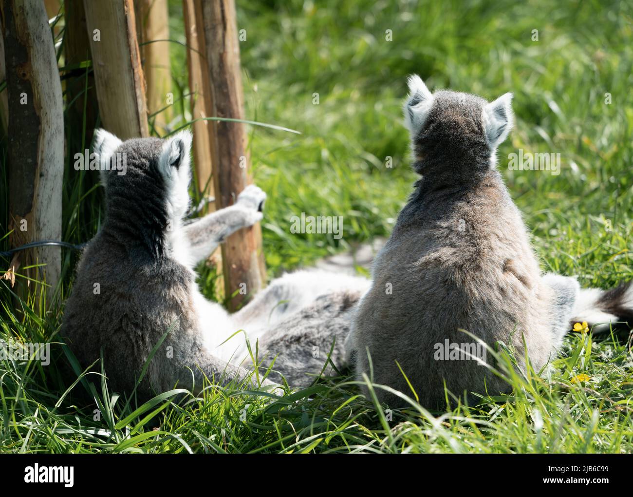 Due lemuri dalla coda ad anello seduti insieme nell'habitat naturale dei boschi al Peak Wildlife Park Foto Stock