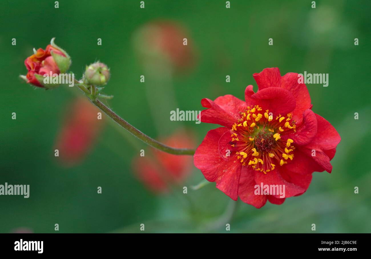 Rosso Geum Foto Stock