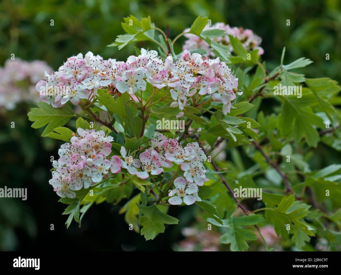 Hawthorn selvatico, Galles Foto Stock