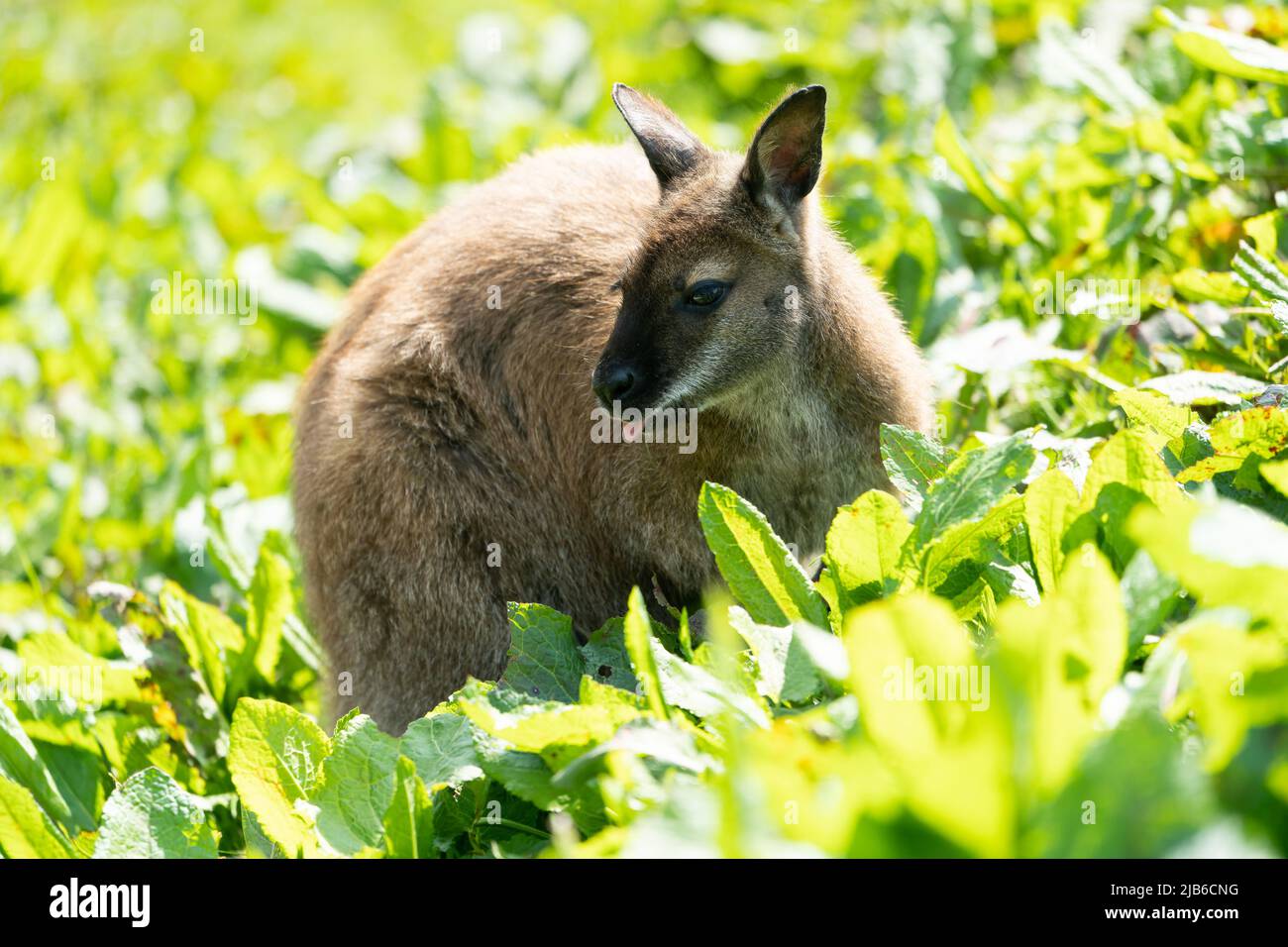 Wallaby dal collo rosso tra il verde del Peak Wildlife Park Foto Stock