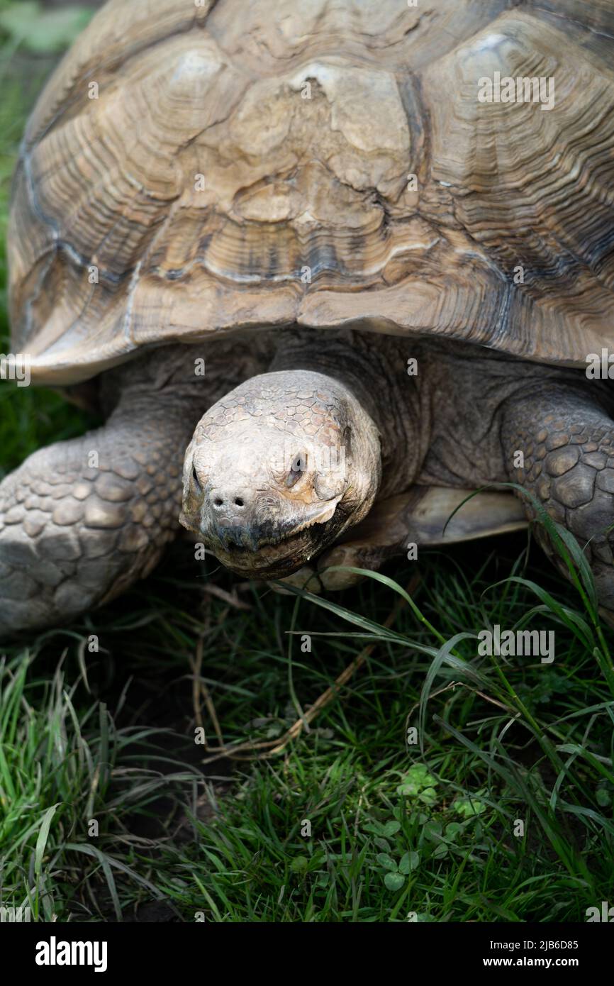 Ritratto ravvicinato di tartaruga gigante con dettagli motivi a conchiglia sull'erba al Peak Wildlife Park Foto Stock