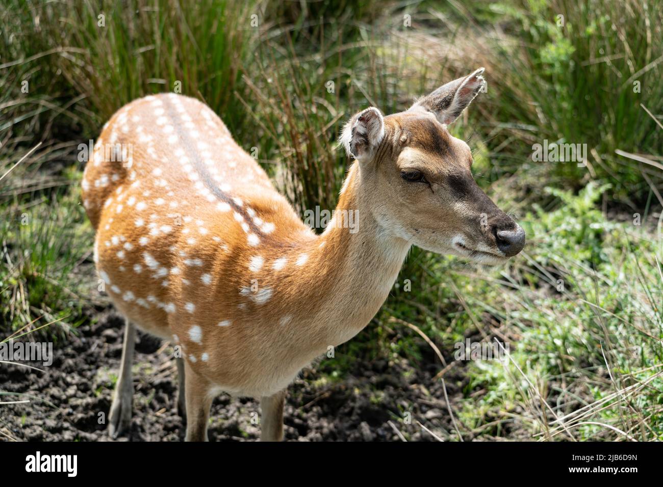 Cervi avvistati in allerta nell'habitat naturale delle praterie del parco faunistico Foto Stock