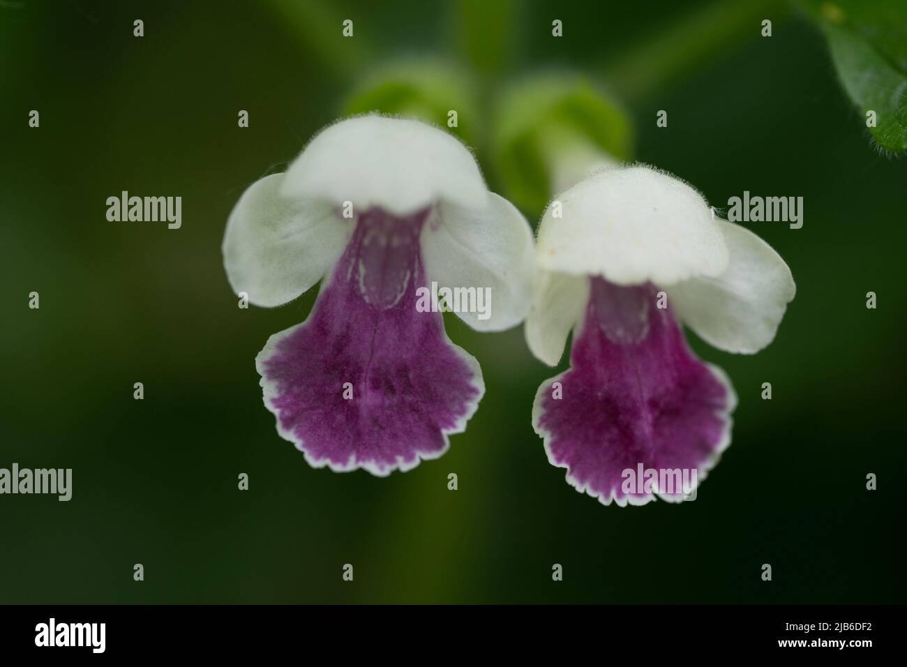 Delicati fiori selvatici bianchi e viola fioriscono in un ambiente boschivo naturale Foto Stock