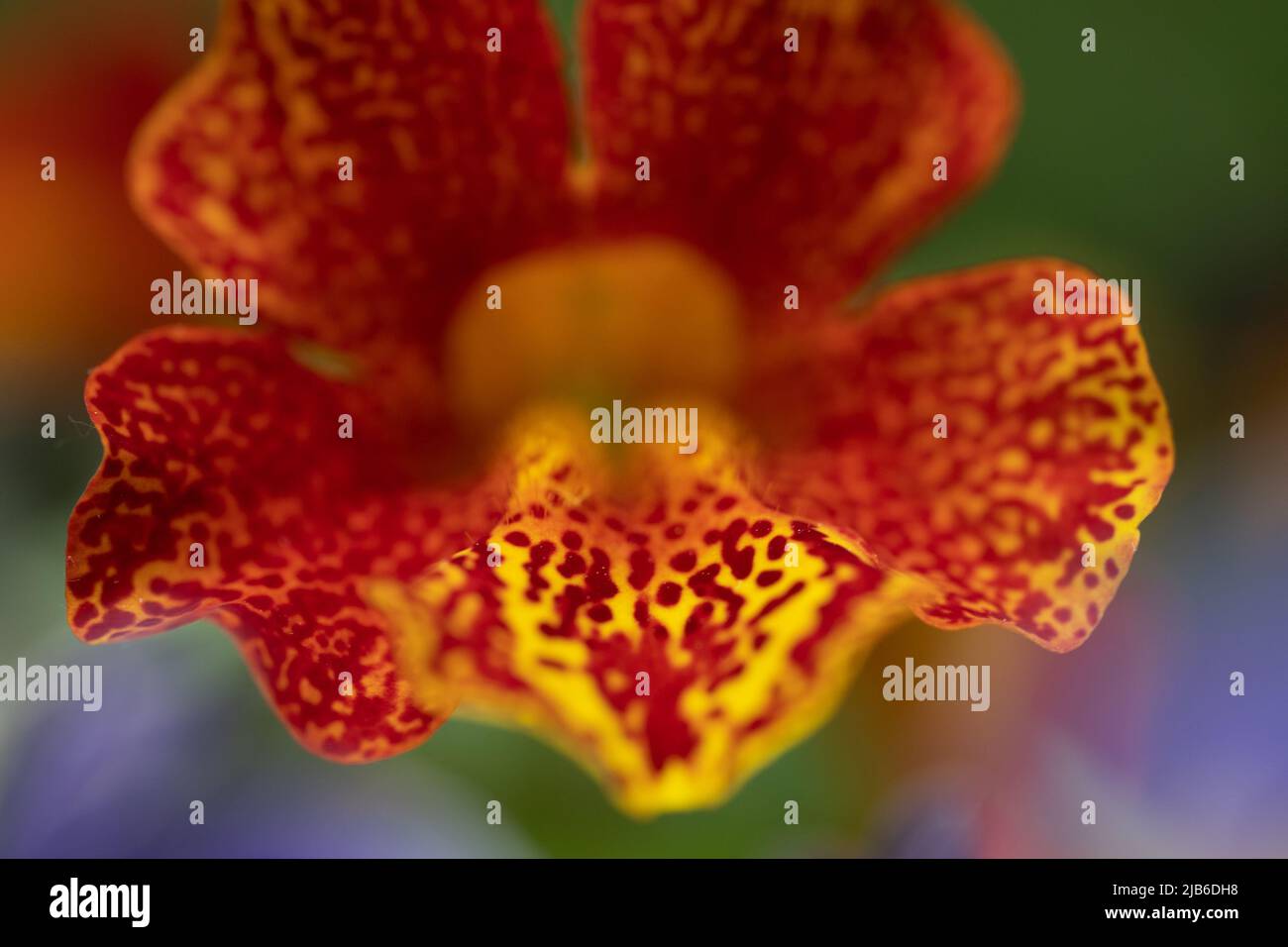 Primo piano di fiori di scimmia macchiati di colore rosso e arancione con motivi intricati Foto Stock