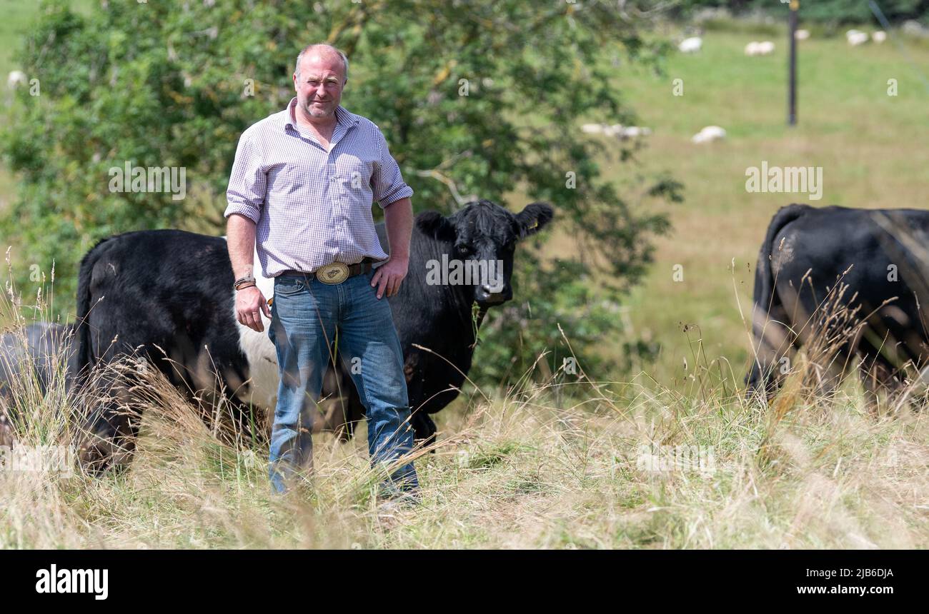 Coltivatore con bestiame nativo, utilizzato come parte di agricoltura rigenerativa nella sua fattoria per contribuire a migliorare la qualità del suolo, Co. Durham UK. Foto Stock