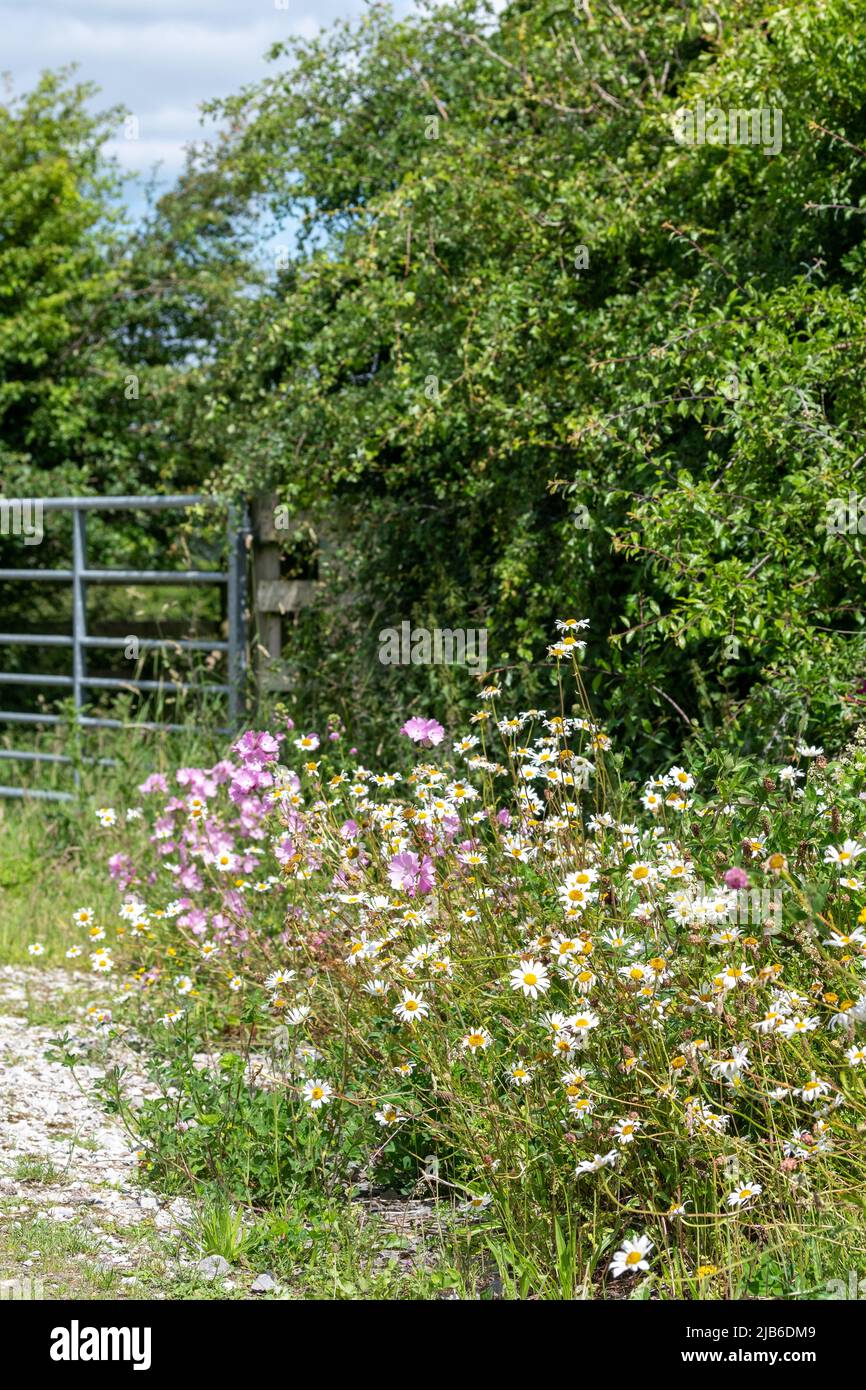 Farmlane nella Foresta di Bowland, con siepi e fiori selvatici piantati accanto, creando un corridoio fauna selvatica. Lancashire, Regno Unito. Foto Stock