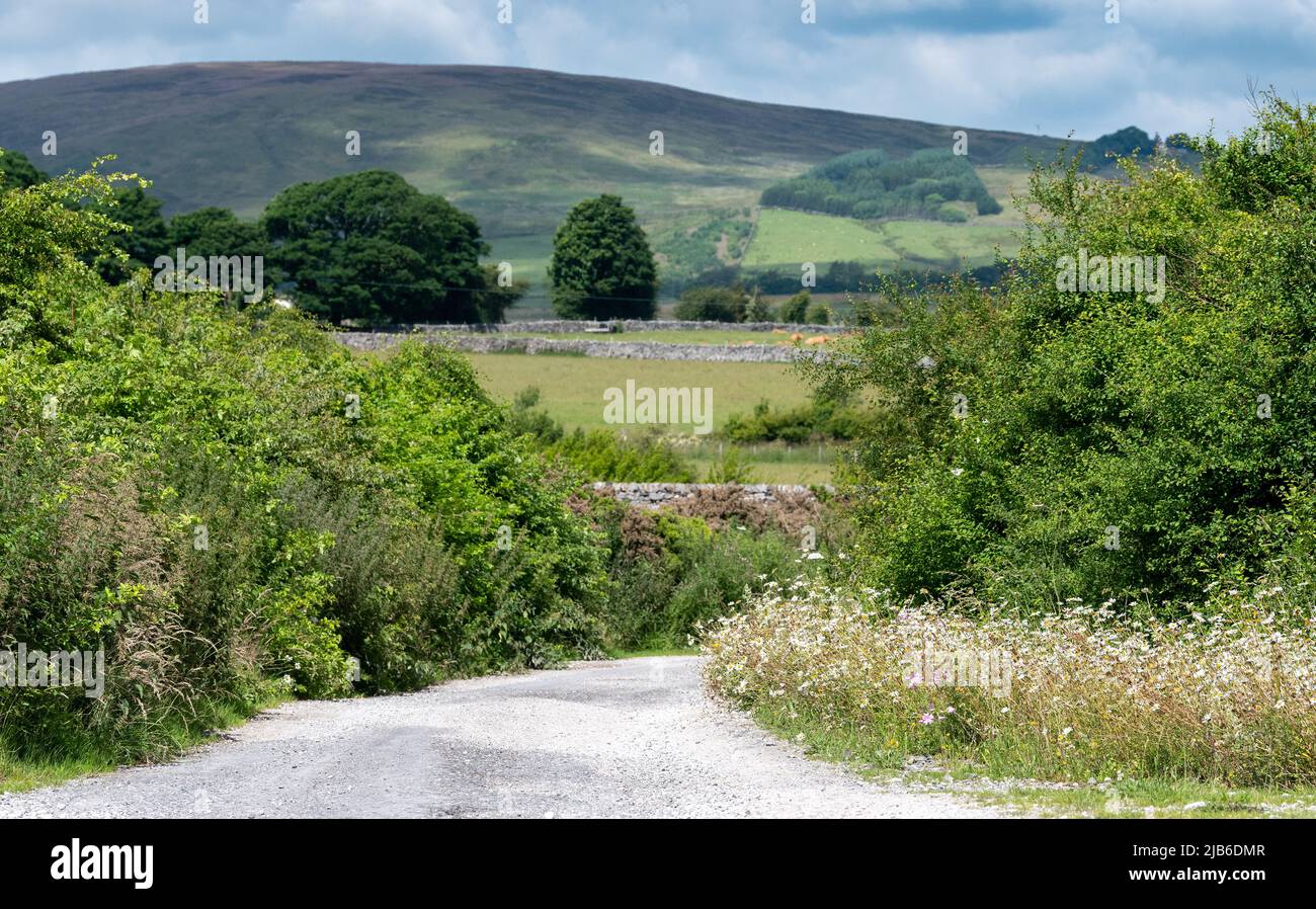 Farmlane nella Foresta di Bowland, con siepi e fiori selvatici piantati accanto, creando un corridoio fauna selvatica. Lancashire, Regno Unito. Foto Stock
