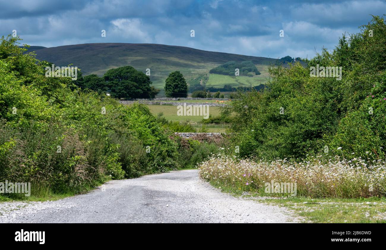 Farmlane nella Foresta di Bowland, con siepi e fiori selvatici piantati accanto, creando un corridoio fauna selvatica. Lancashire, Regno Unito. Foto Stock