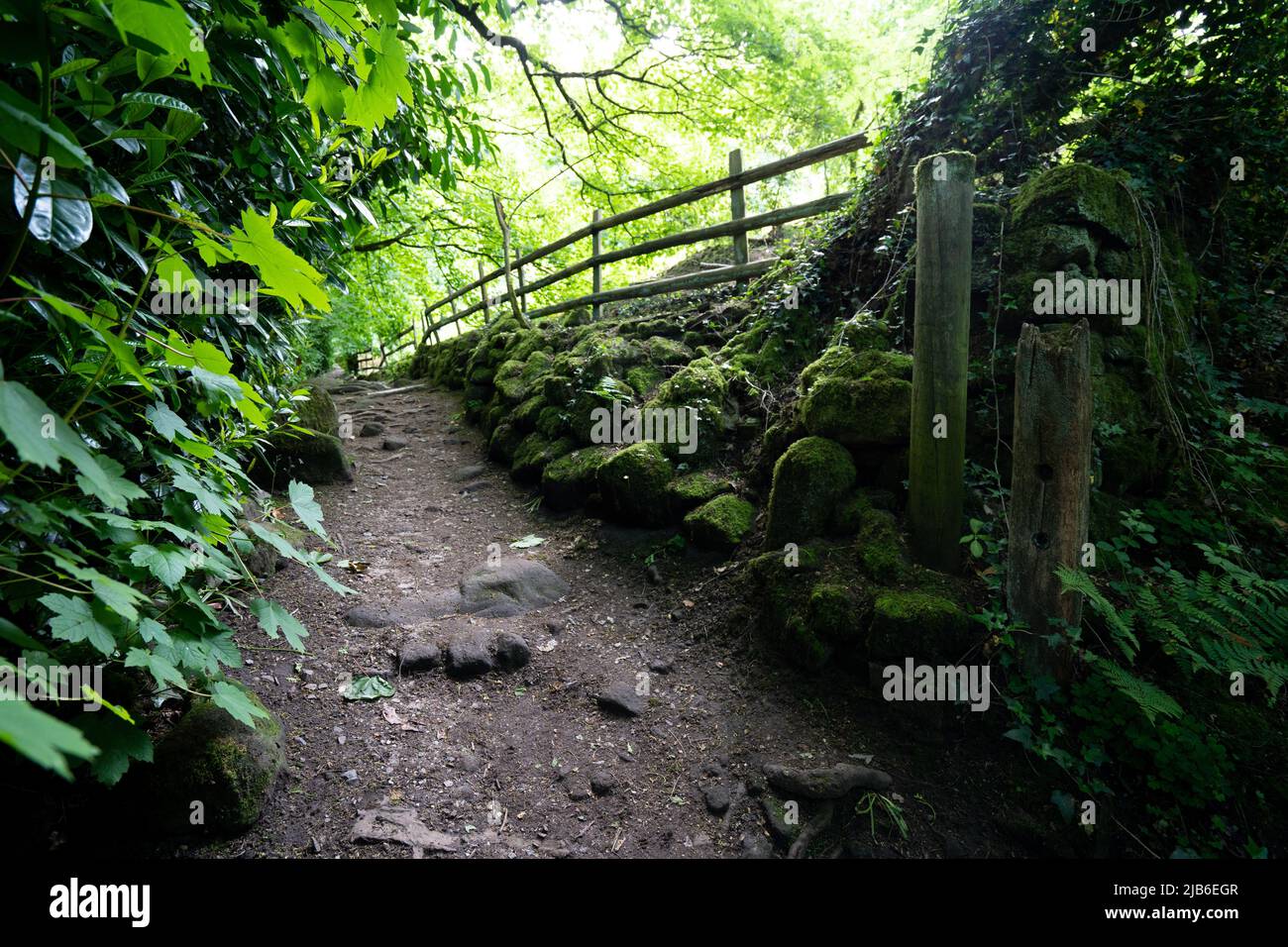 Sentiero nel bosco con corrimano in legno attraverso rocce ricoperte di muschio in un'antica foresta Foto Stock