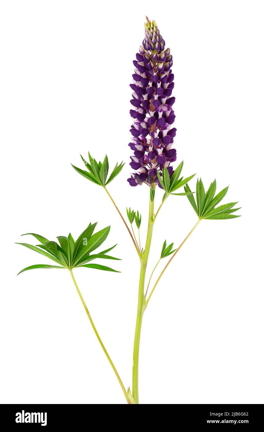 Fiore Lupin isolato su sfondo bianco. lupinus viola Foto Stock