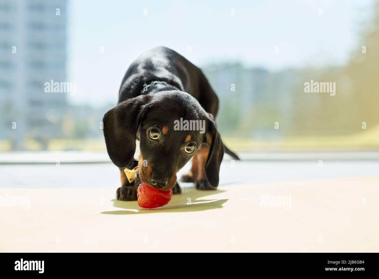 Vista frontale di carino, nero, piccolo dachshund cucciolo in piedi, mangiare, mordere fragola, guardando verso il basso. Cane divertente con zampe marroni e collo con colletto. Concetto di animali domestici che hanno. Foto Stock