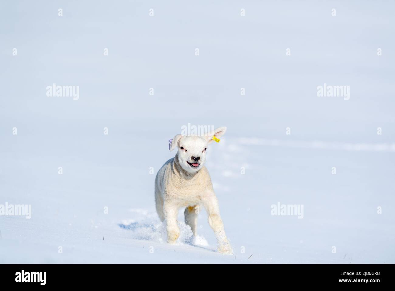 Texel agnello che gioca nella neve nel Parco Nazionale Yorkshire Dales, vicino Hawes, Regno Unito. Foto Stock