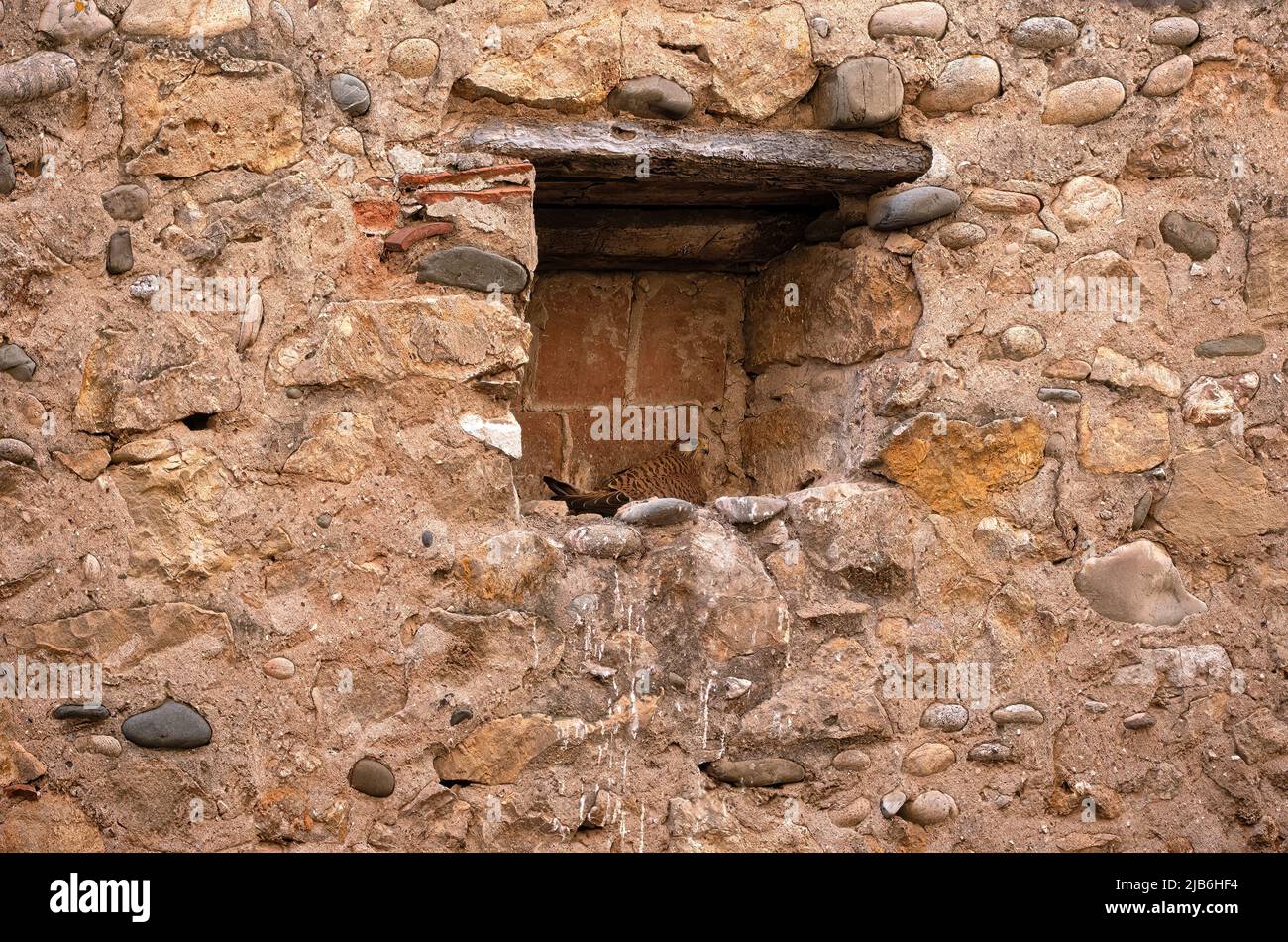 Luogo nascosto di nidificazione di Kestrel nelle aree urbane Foto Stock