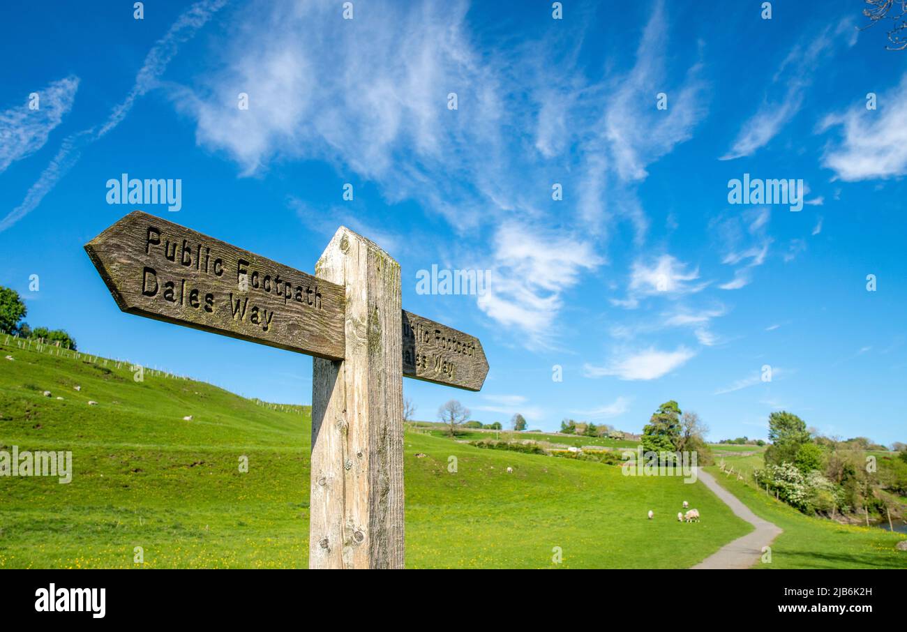 La passeggiata lungo i sentieri pubblici Dales Way lungo il fiume Wharfe, Grassington, Linton, Burnsall che mostra pecore e Hawthorn fiore Foto Stock