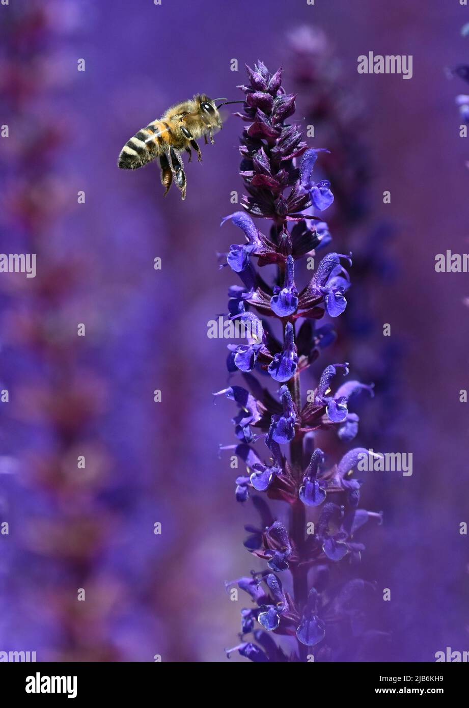 03 giugno 2022, Hessen, Francoforte sul meno: Il salvia fiorito attira api con i suoi fiori viola nel Bethmann Park di Francoforte. Foto: Arne Dedert/dpa Foto Stock