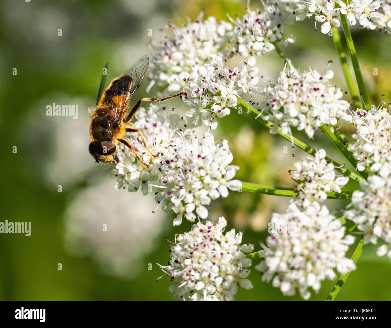 Tapered Drone Fly Eristalis Tpertinax Foto Stock