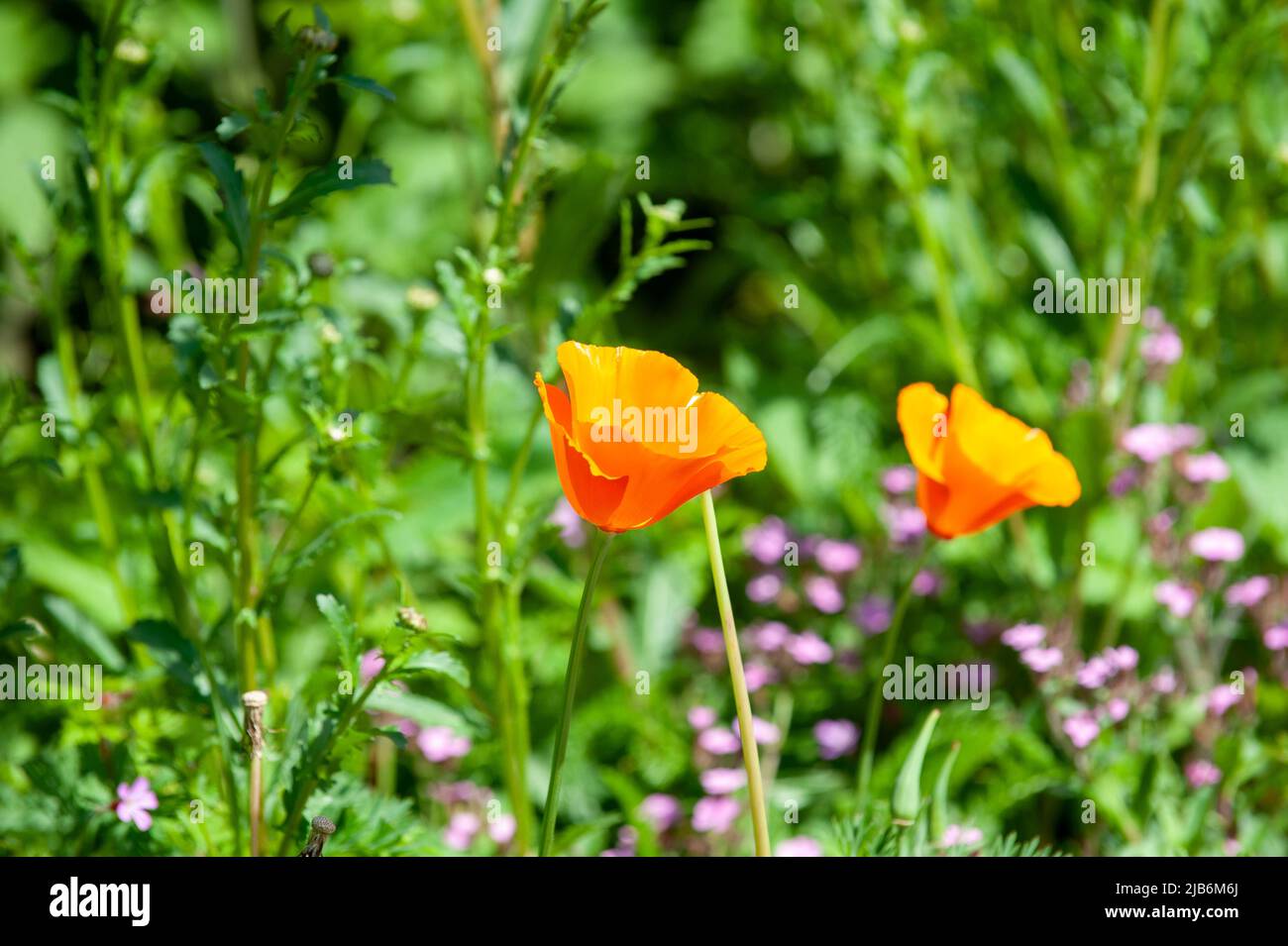 Papavero californiano, papavero dorato, pianta ornamentale, fiore in giardino Foto Stock
