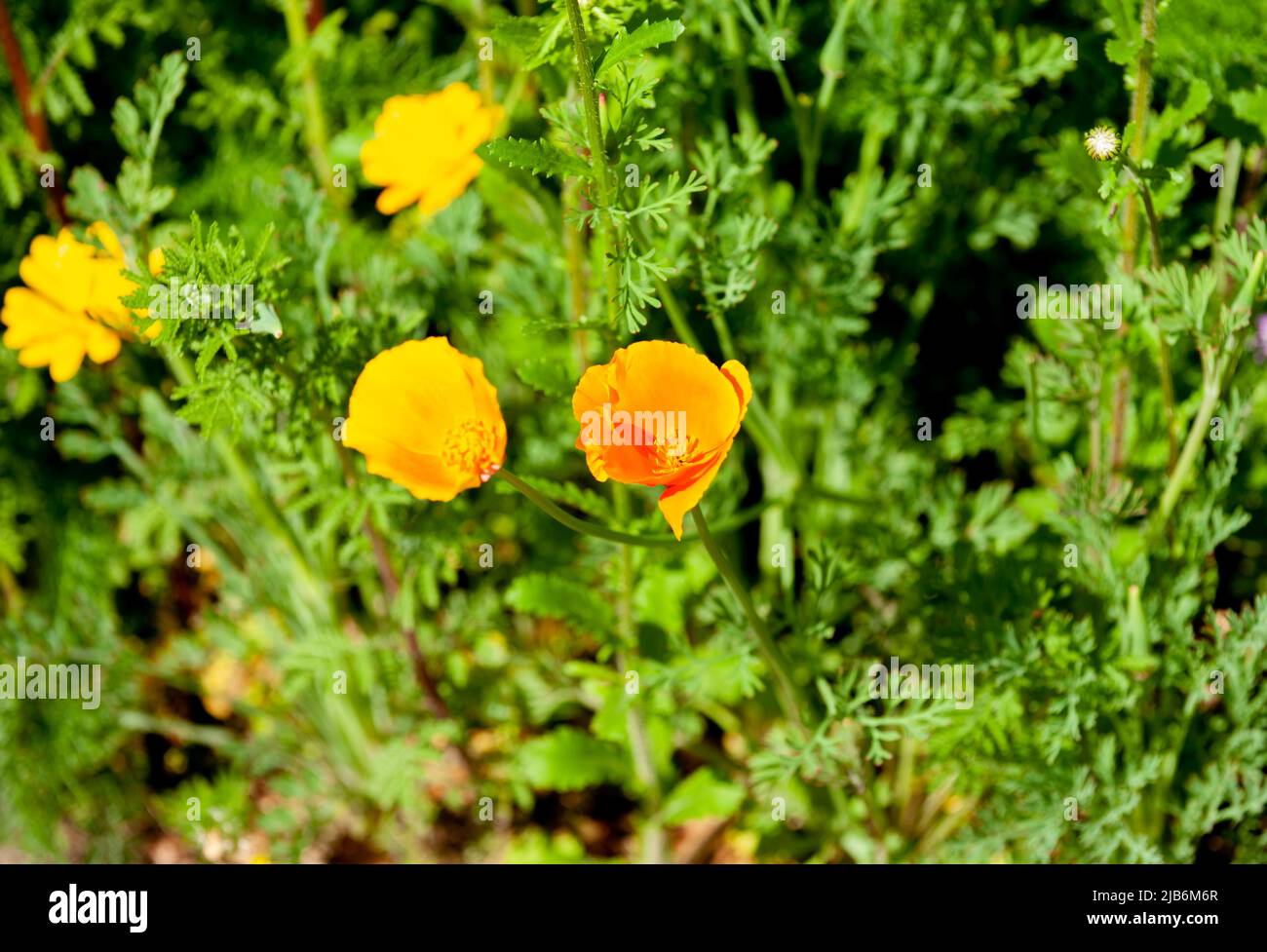 Papavero californiano, papavero dorato, pianta ornamentale, fiore in giardino Foto Stock