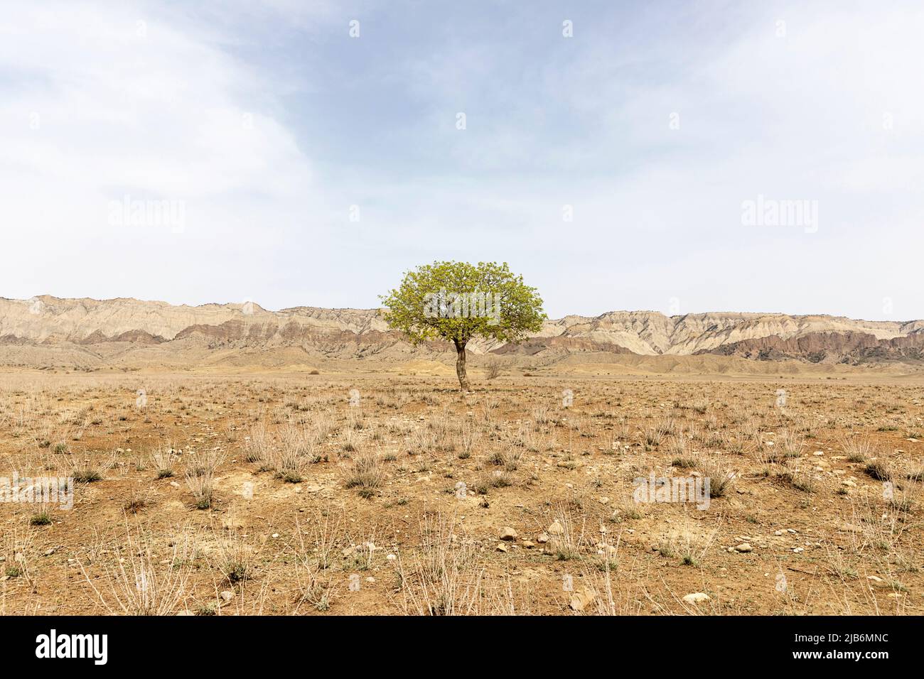 Lone albero verde su pianura isolata secca della parte meridionale del parco nazionale Vashlovani in Georgia Foto Stock