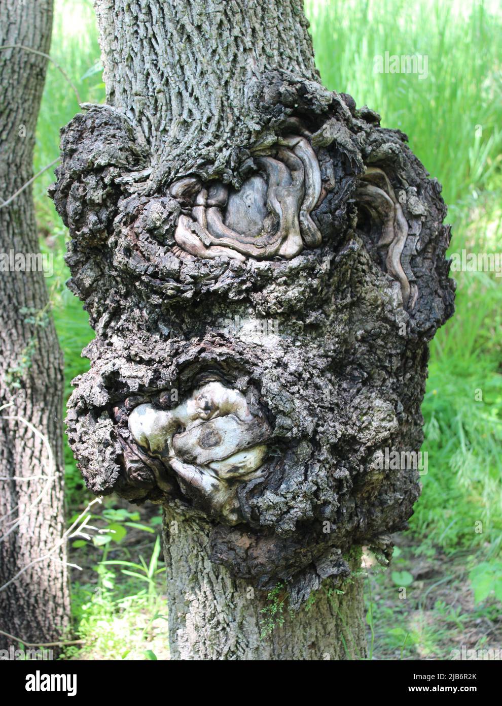 Un burl gardly in un albero selvaggio della noce nera Foto Stock