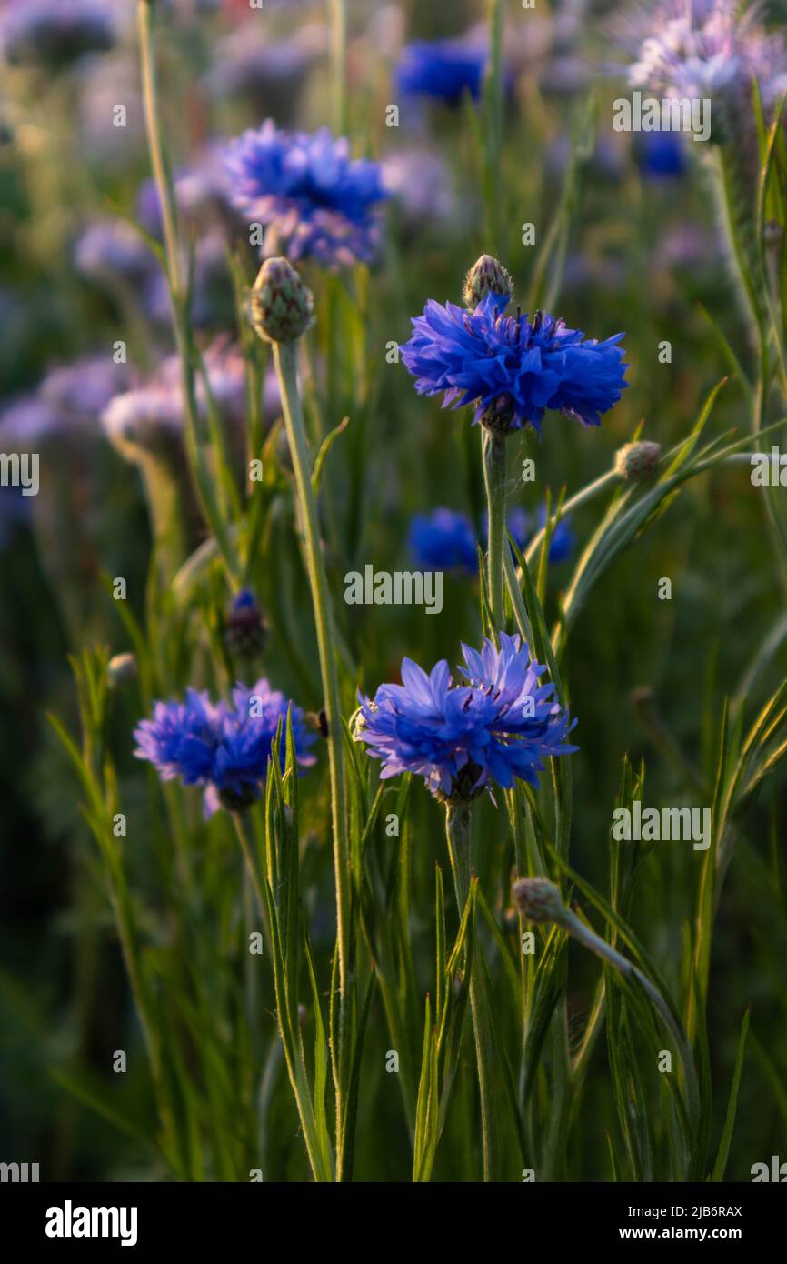 Magnolia Aster fioritura nella campagna italiana. Foto di alta qualità Foto Stock