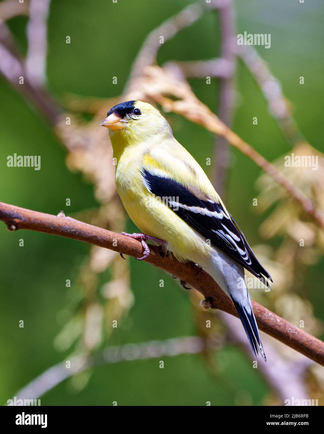 American Goldfinch maschio primo piano vista laterale, appollaiato su un ramo con uno sfondo di foresta sfocata nel suo ambiente e habitat circostante. Foto Stock