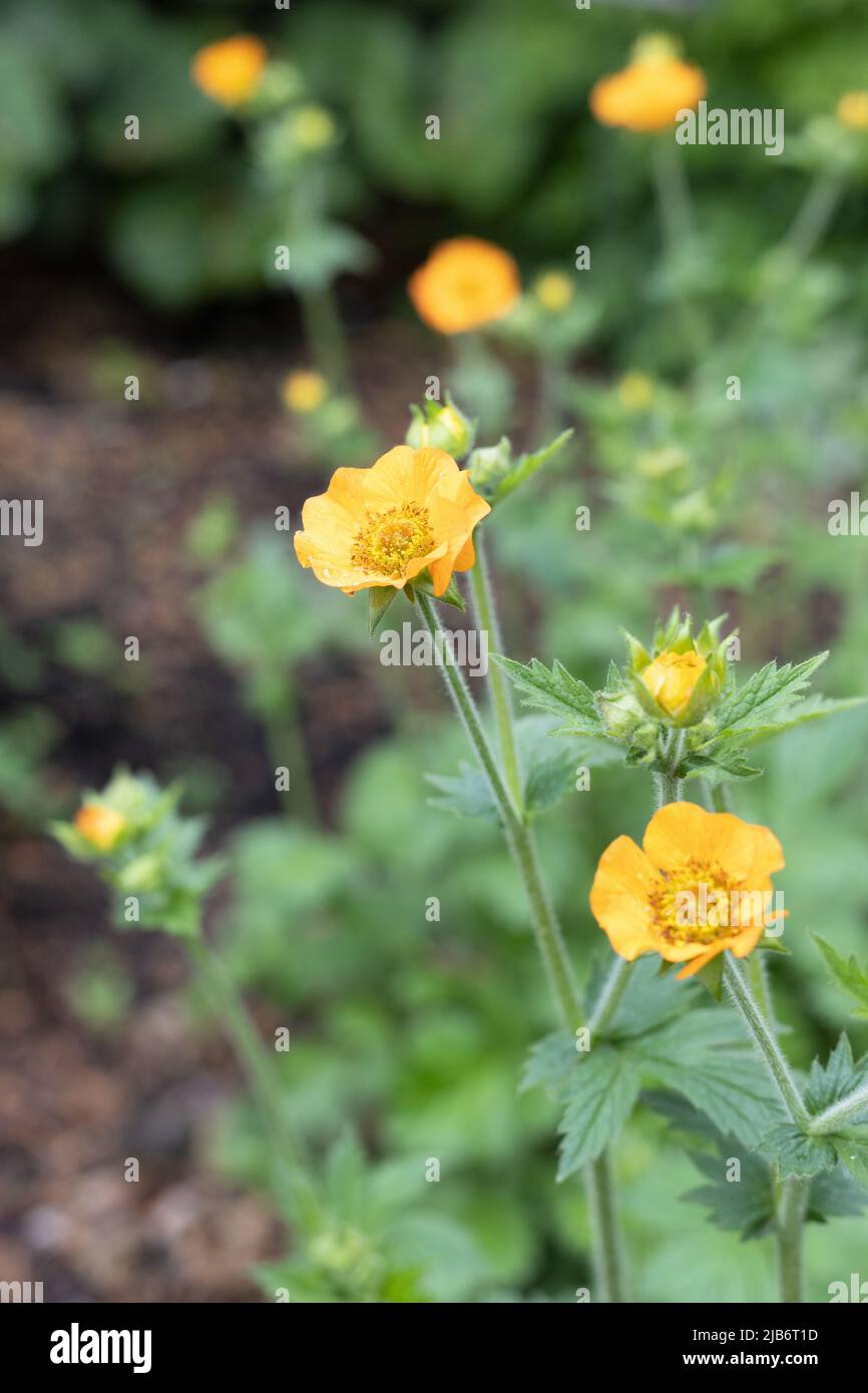 Geum 'totalmente tangerine'. Foto Stock