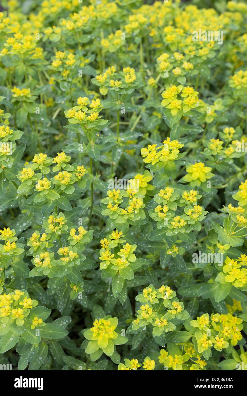 Epitimoidi di Euphorbia - spurge del cuscino. Foto Stock