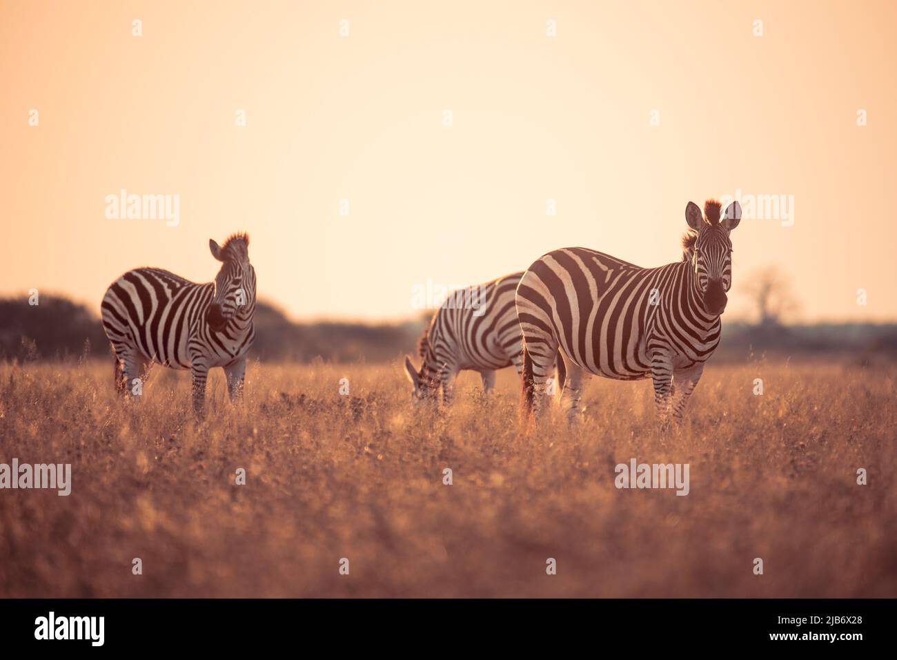 zebra in Kalahari Botswana fotocamera frontale Foto Stock