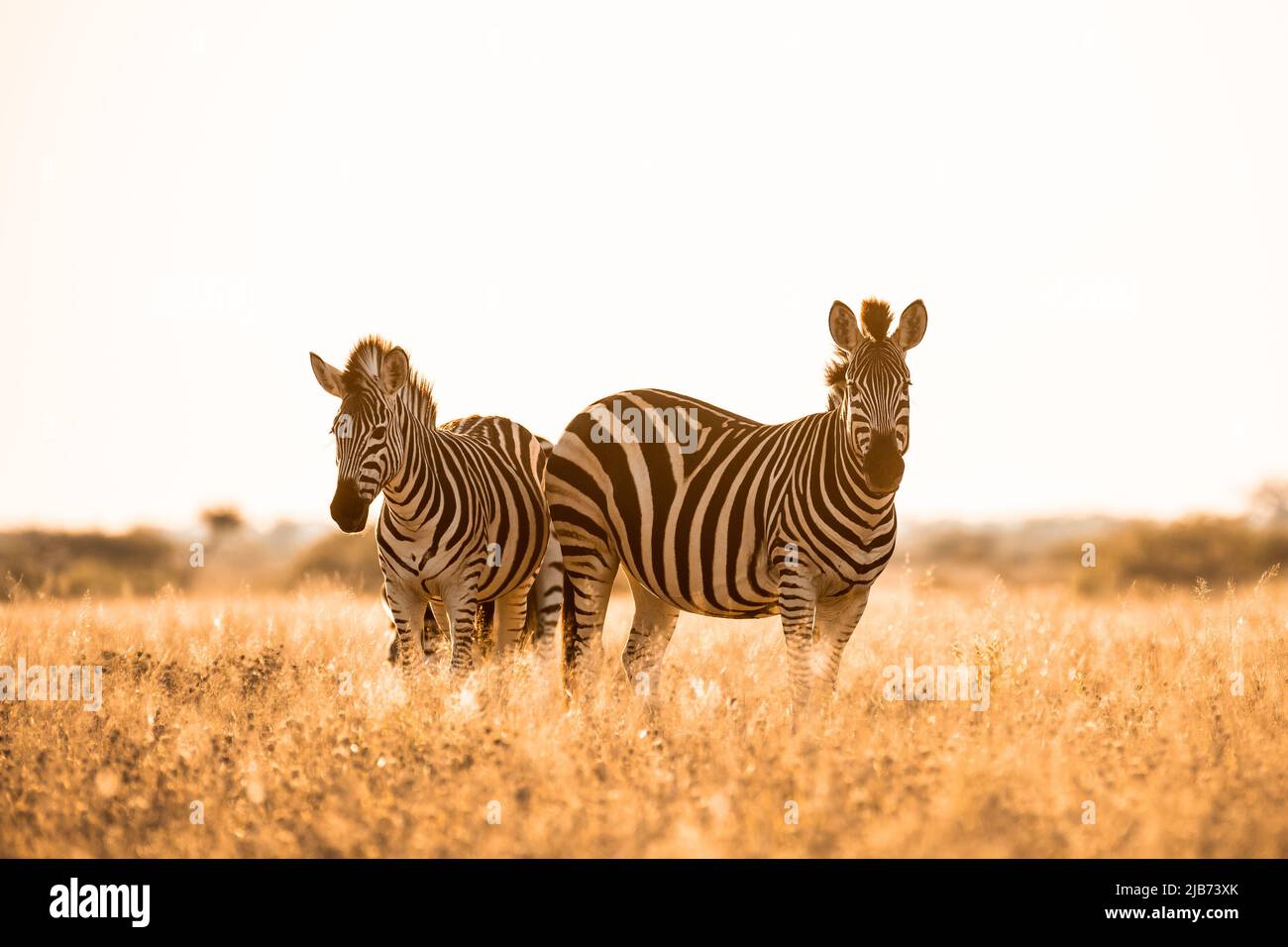 zebra in Kalahari Botswana fotocamera frontale Foto Stock