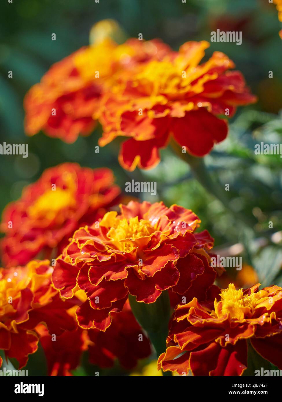 Tagetes erecta pianta ornamentale e medicinale con fiori arancioni e gialli. Foto Stock