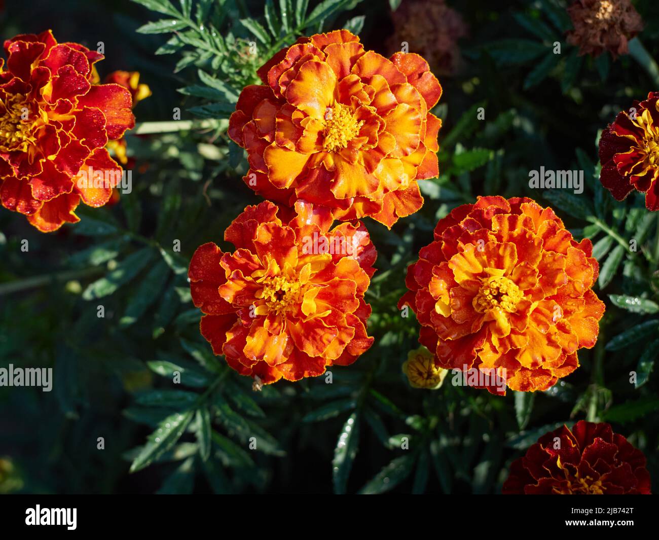 Tagetes erecta pianta ornamentale e medicinale con fiori arancioni e gialli. Foto Stock