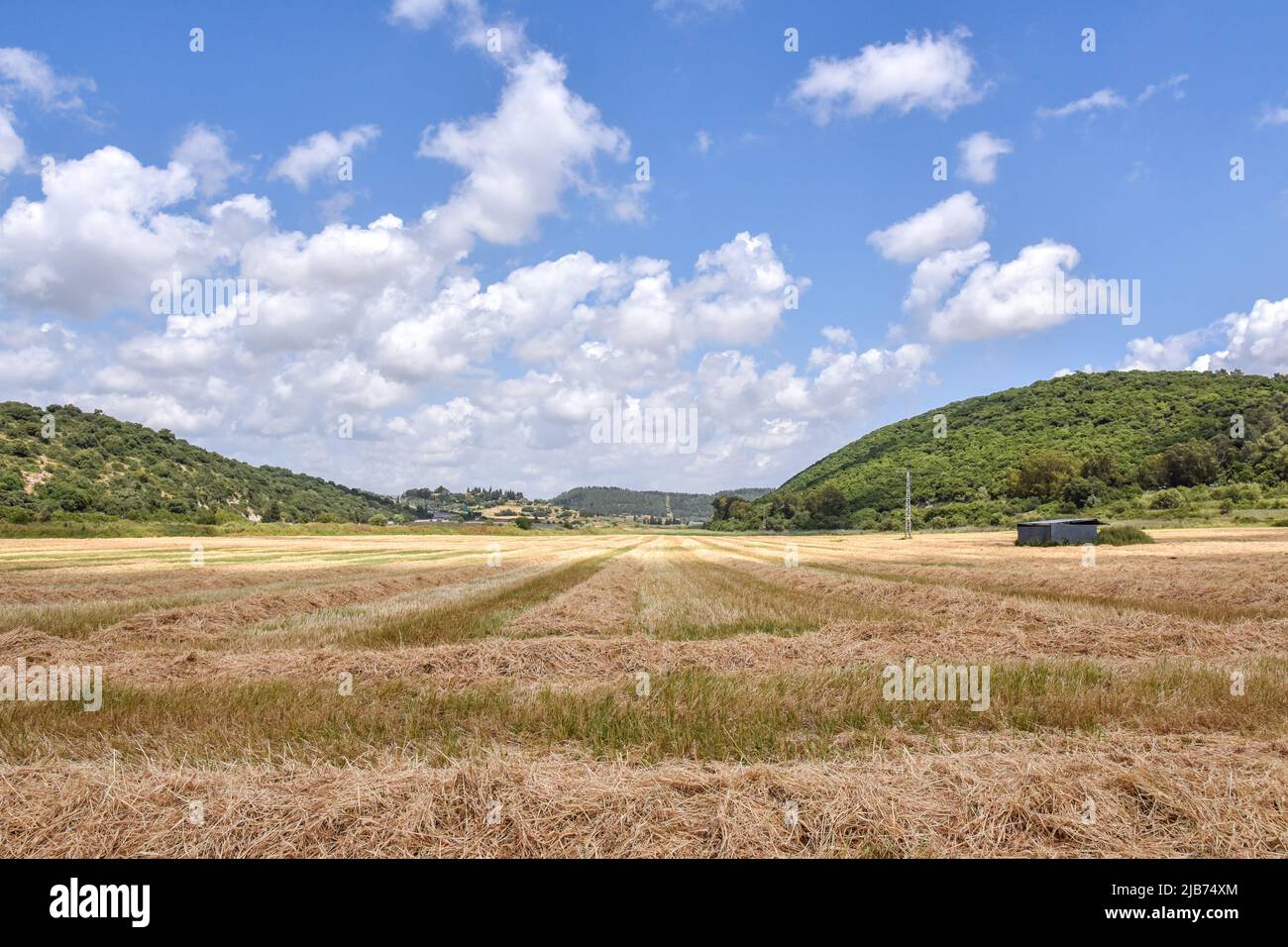 Un primo piano di un campo di erba asciutta. Foto di alta qualità Foto Stock